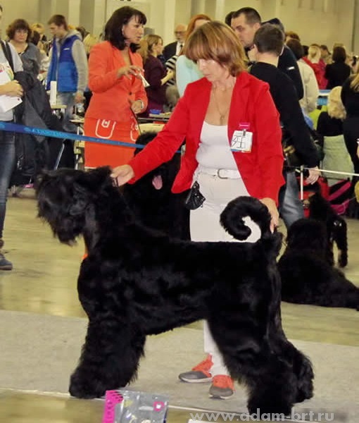 Адам Рэйси Стайл ВЕНЕРА